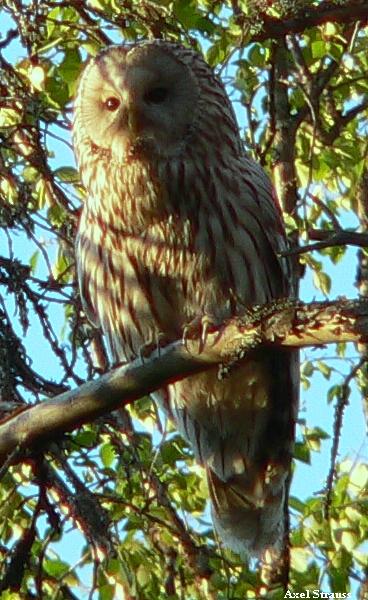 Ural Owl